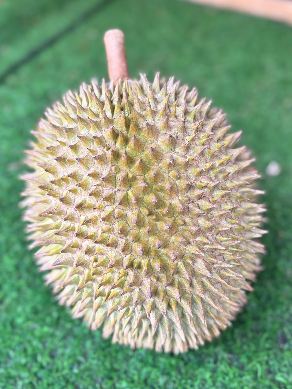 Durian XO
