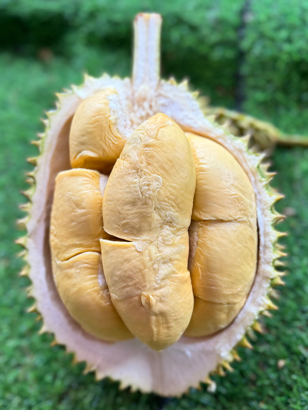 Durian D88