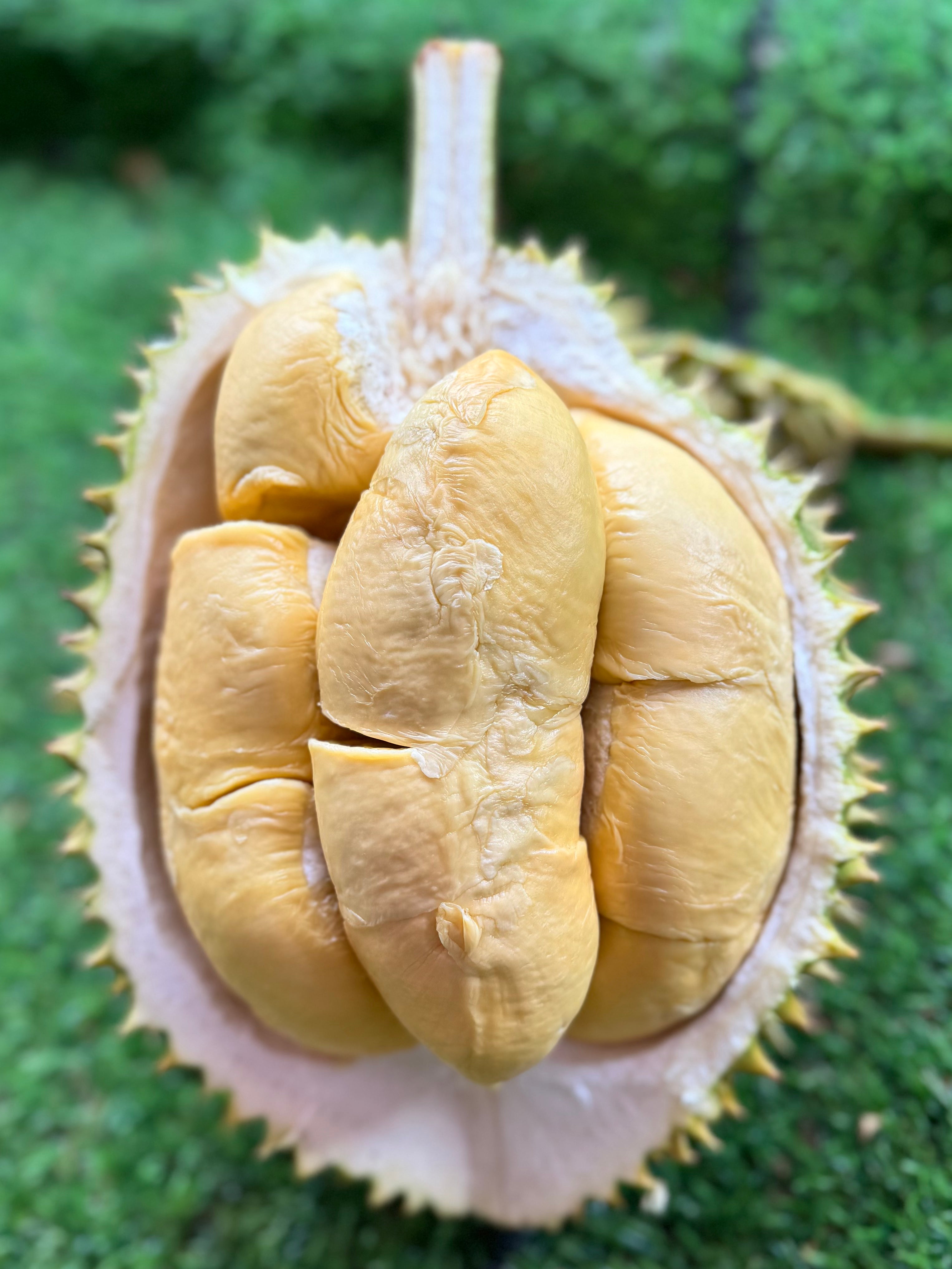 Durian D88