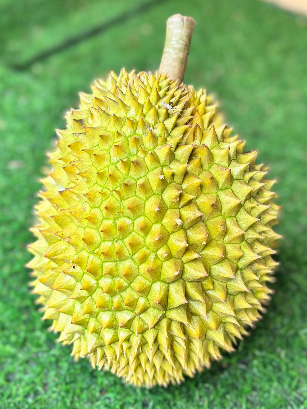 Durian D88