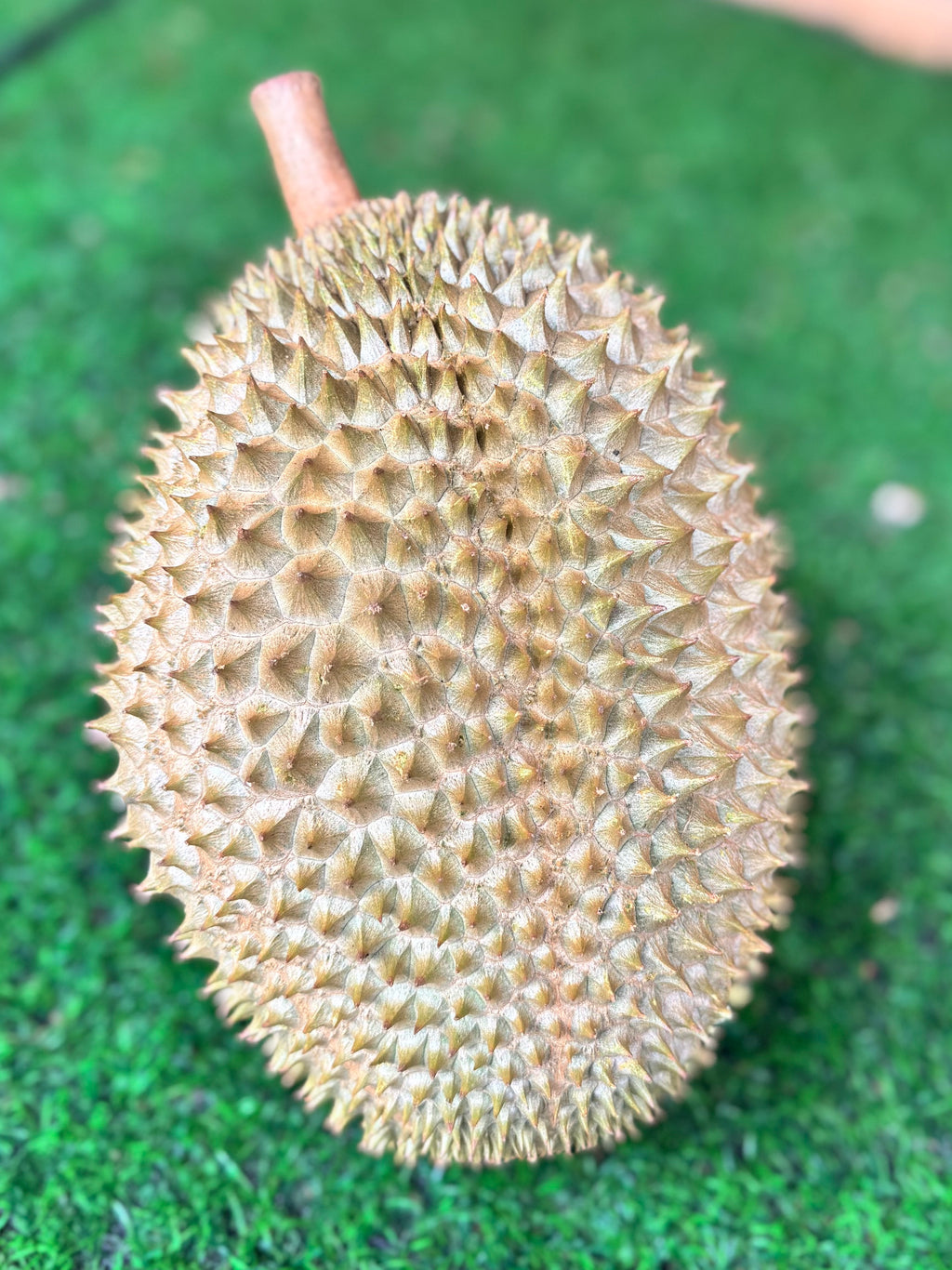 Durian D2