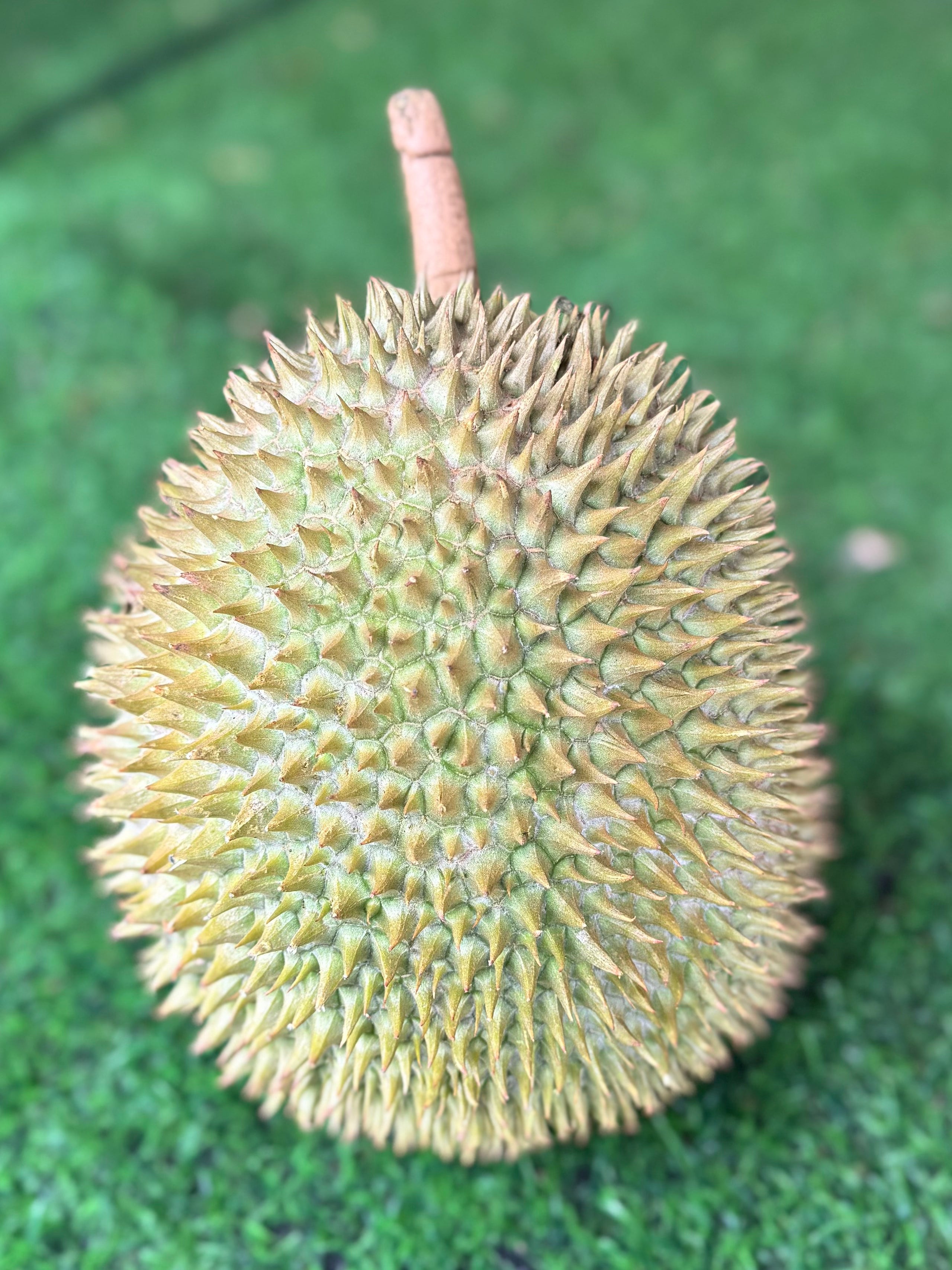 Durian D24