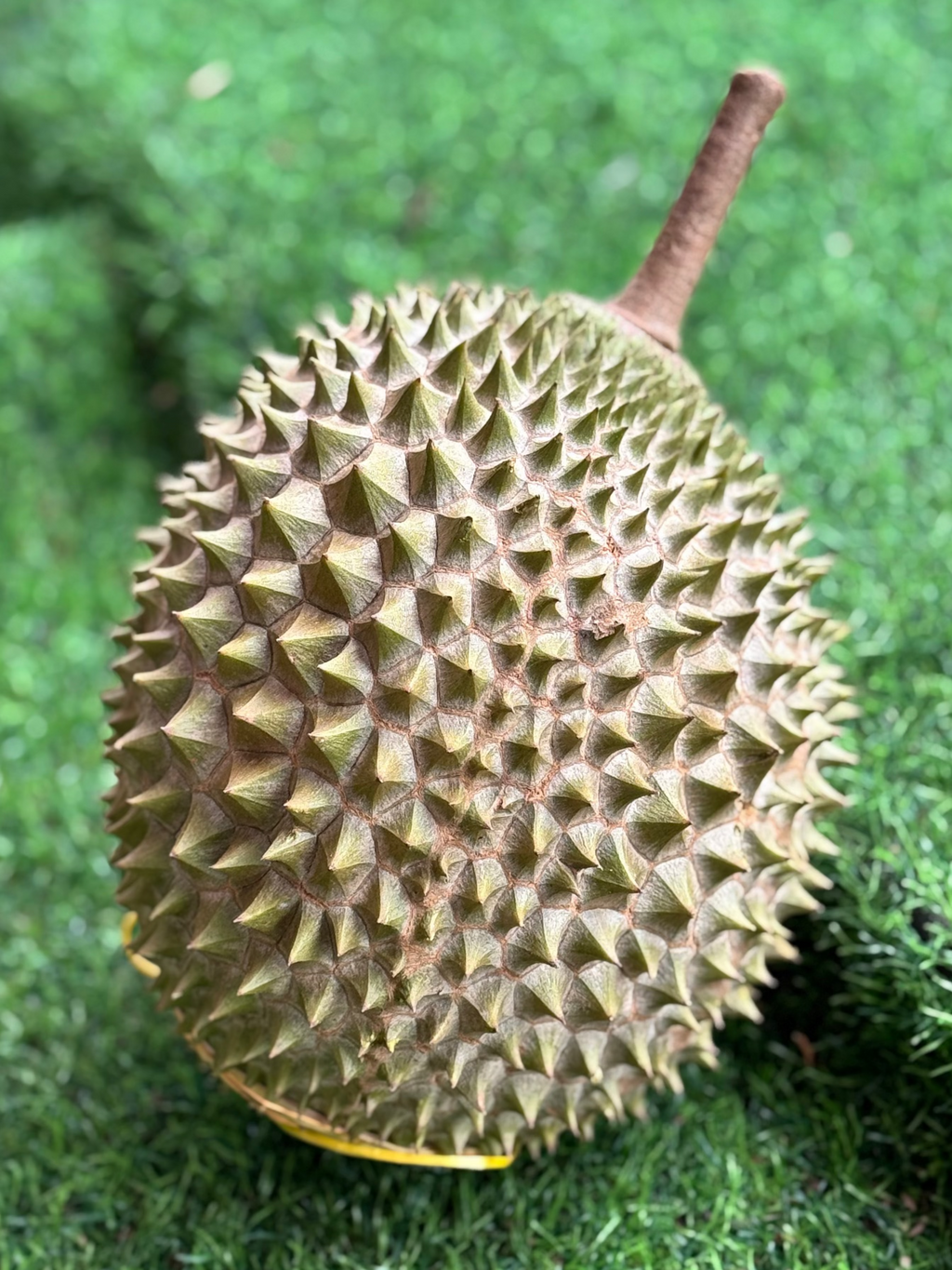 Durian Musang King (Super Premium Grade)