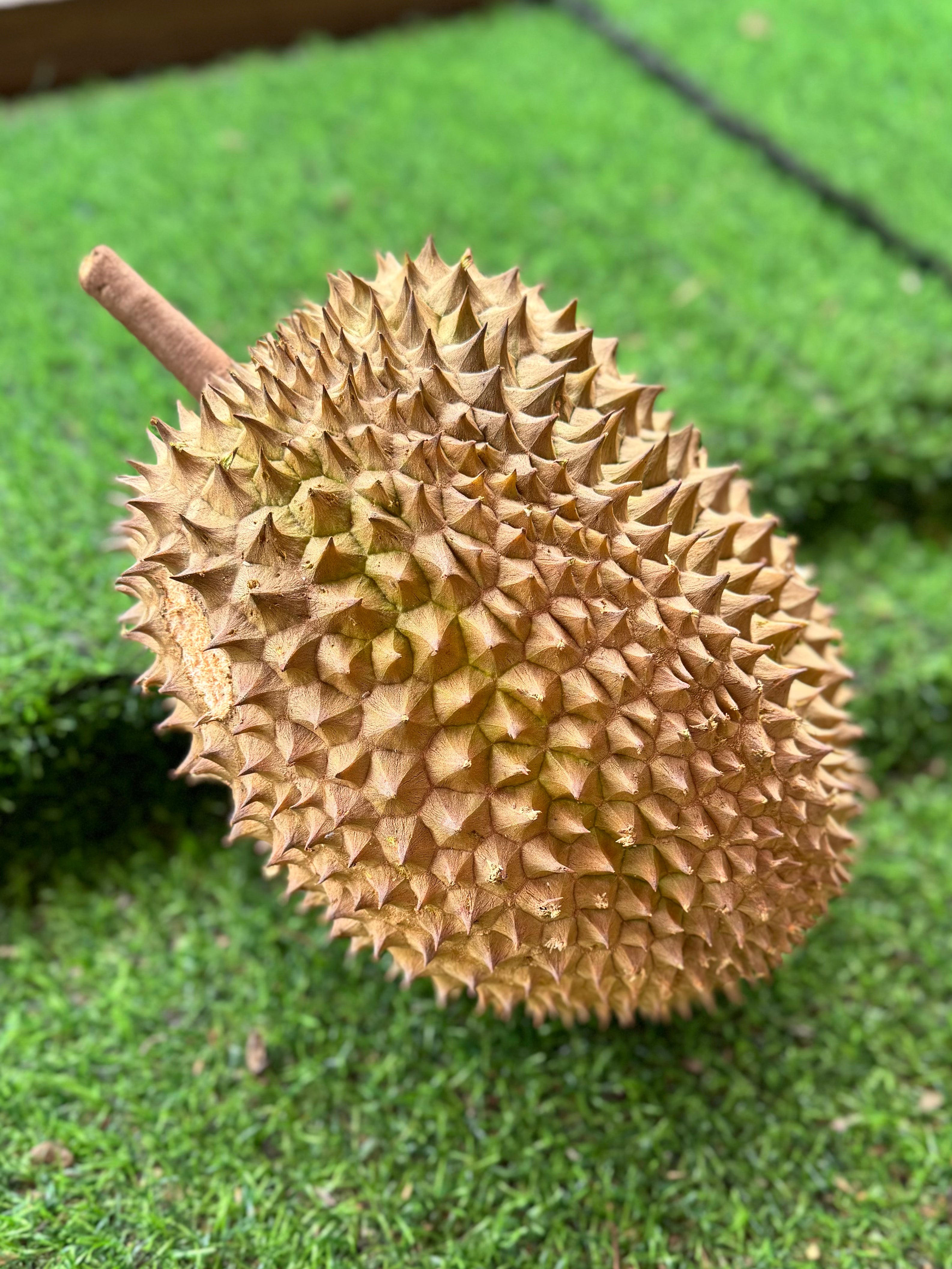 Durian Teka